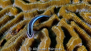 Goby by Abimael Márquez 